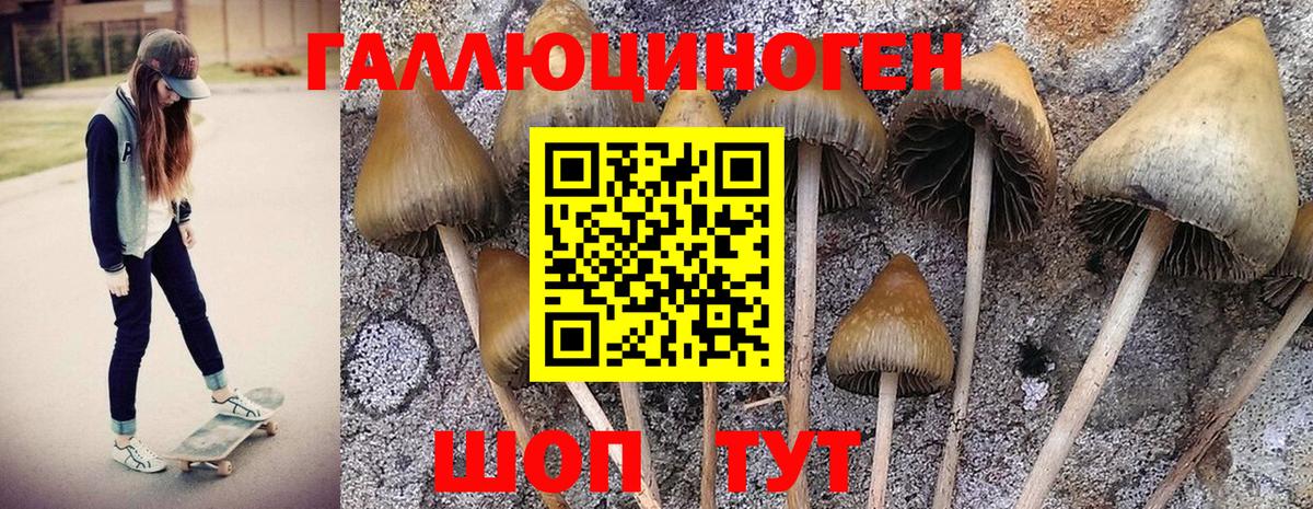 Москва  Галлюциногенные грибы Psilocybine cubensis  Вход с VPN  Псилоцибиновые грибы GOLDEN TEACHER 